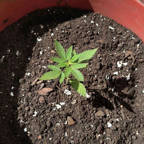 Gorilla Gold growlog timeline photo