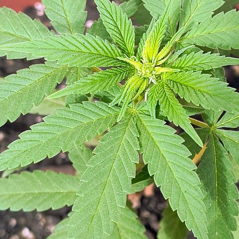Gorilla Gold growlog photo: 1° semana pré floração concluída
