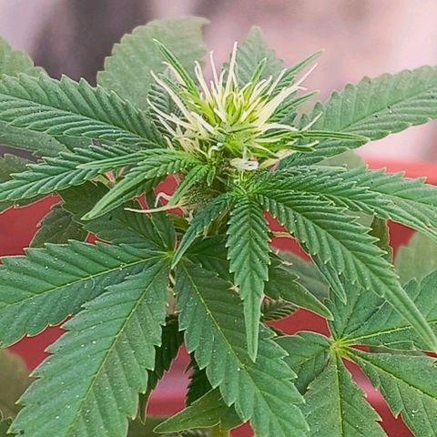 Gorilla Gold growlog photo: 2° semana pré floração concluída ✔️
Início 1° semana floração.