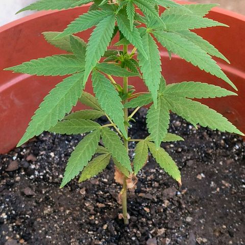 Gorilla Gold growlog photo: 2° semana pré floração concluída ✔️
Início 1° semana floração.