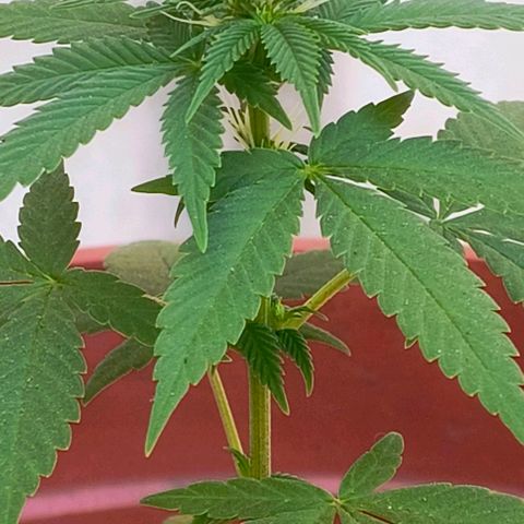 Gorilla Gold growlog photo: 2° semana pré floração concluída ✔️
Início 1° semana floração.