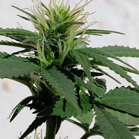 Gorilla Gold growlog photo: 1° semana floração concluída ✔️/
 Início 2° semana de floração