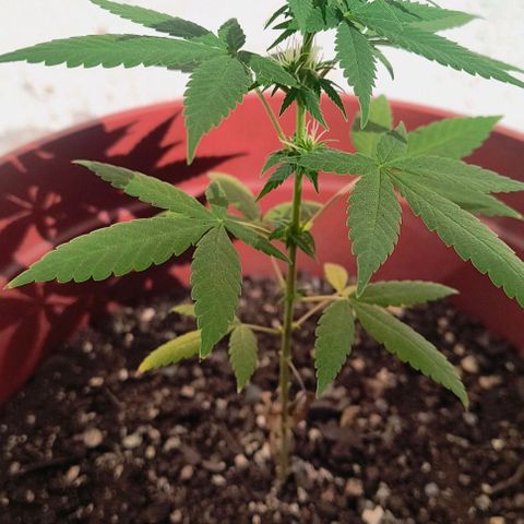 Gorilla Gold growlog photo: 1° semana floração concluída ✔️/
 Início 2° semana de floração