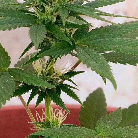 Gorilla Gold growlog photo: 2° semana floração concluída ✔️| Início 3° semana de floração