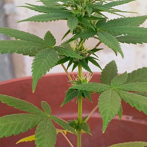 Gorilla Gold growlog photo: 2° semana floração concluída ✔️| Início 3° semana de floração
