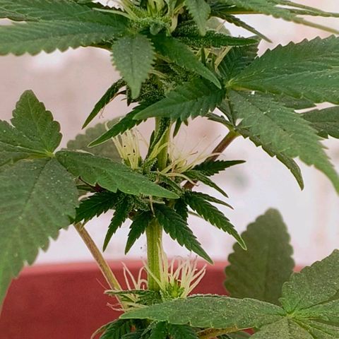 Gorilla Gold growlog photo: 2° semana floração concluída ✔️| Início 3° semana de floração