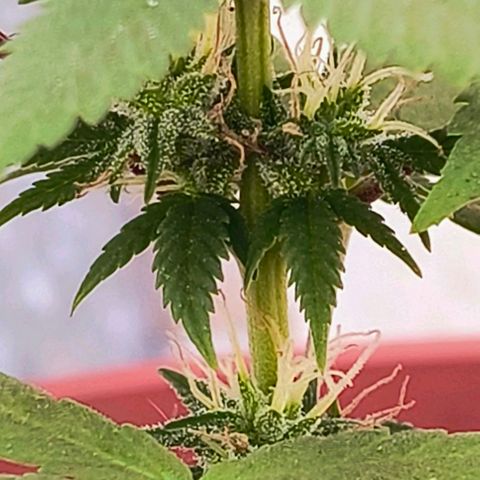 Gorilla Gold growlog photo: Início 4°semana floração 