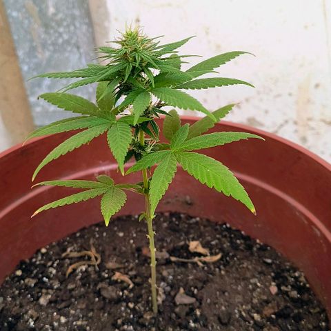 Gorilla Gold growlog photo: Início 4°semana floração 
