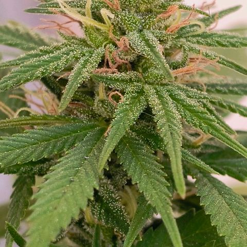 Gorilla Gold growlog photo: Início 4°semana floração 