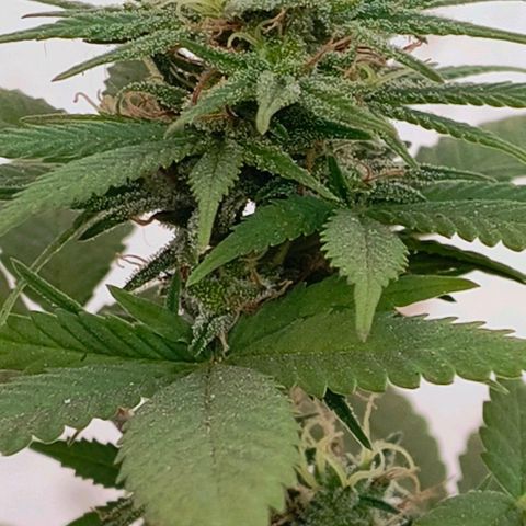 Gorilla Gold growlog photo: Início 5° semana de floração 