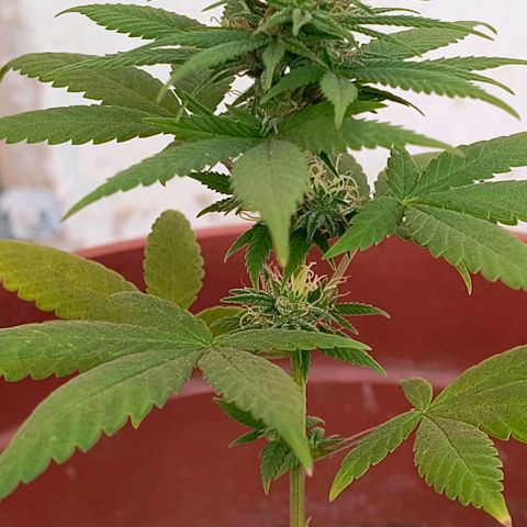 Gorilla Gold growlog photo: Início 5° semana de floração 