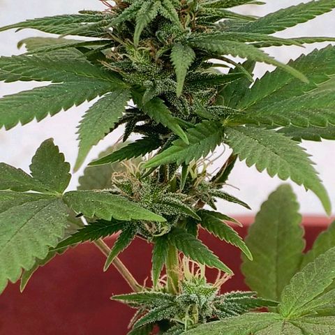 Gorilla Gold growlog photo: Início 5° semana de floração 
