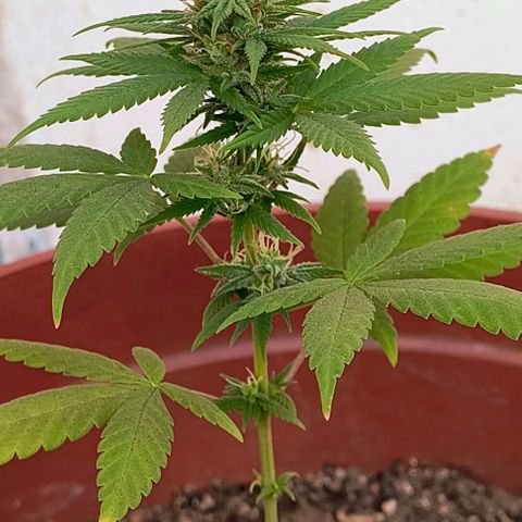 Gorilla Gold growlog photo: Início 5° semana de floração 