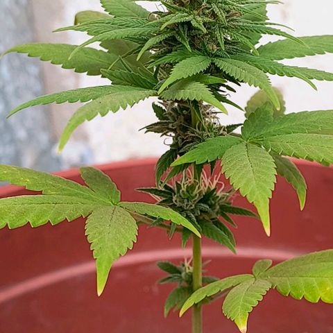 Gorilla Gold growlog photo: Início 6° semana de floração 