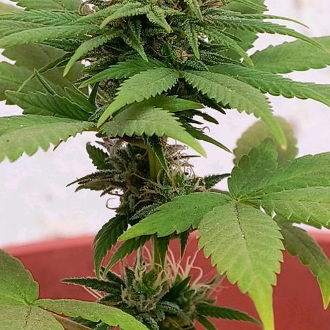 Gorilla Gold growlog photo: Início 6° semana de floração 