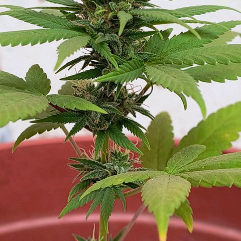 Gorilla Gold growlog photo: Início 6° semana de floração 