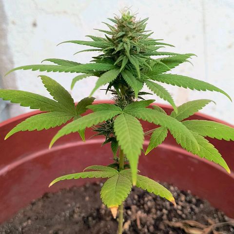 Gorilla Gold growlog photo: Início 6° semana de floração 