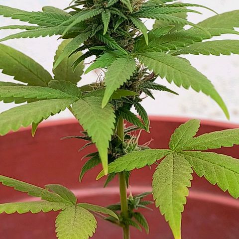 Gorilla Gold growlog photo: Início 6° semana de floração 