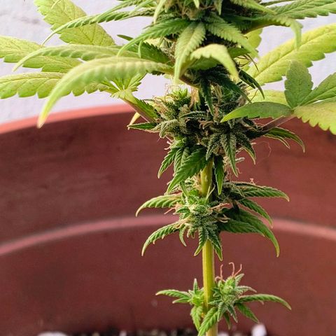 Gorilla Gold growlog photo: Início 8° semana floração 