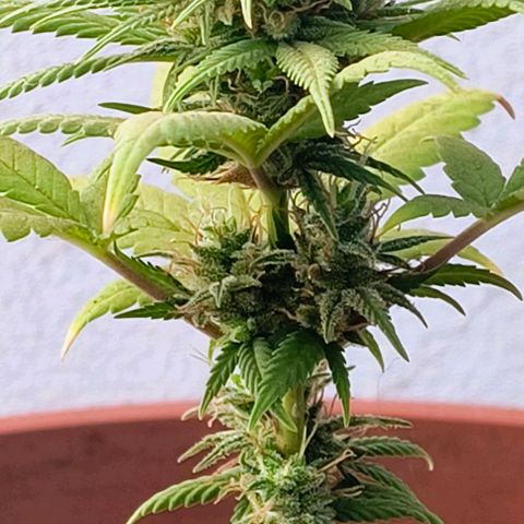 Gorilla Gold growlog photo: Início 8° semana floração 