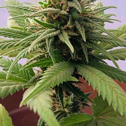 Gorilla Gold growlog photo: Início 8° semana floração 
