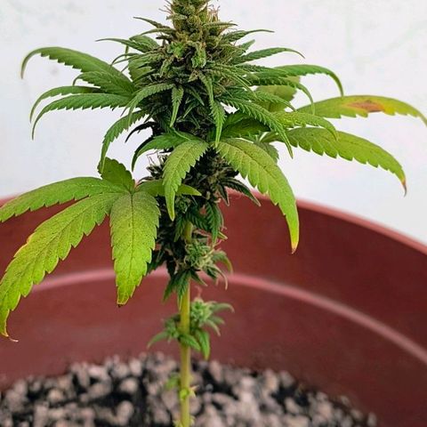 Gorilla Gold growlog photo: Amanha completa 9/10 semanas de floração, e de fato vou cortar ela, foi bom quanto durou, minha primeira floração 👏🏽🤟🏽
