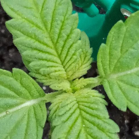 HeadCrusher growlog photo: 5 Sets of Leaves on Mary