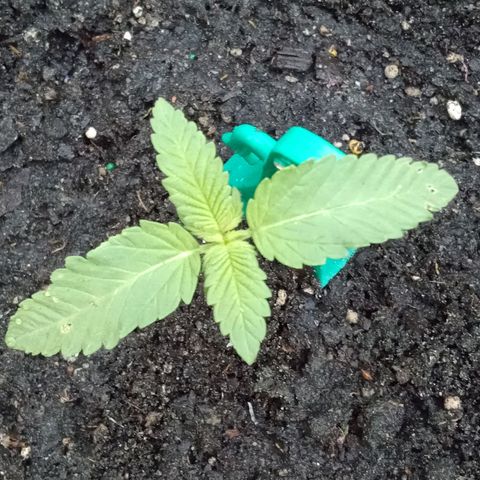 HeadCrusher growlog photo: 5 Sets of Leaves on Mary