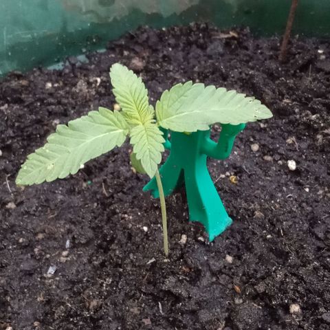 HeadCrusher growlog photo: 5 Sets of Leaves on Mary