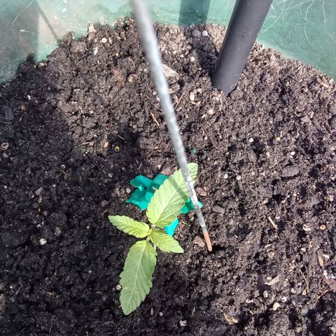 HeadCrusher growlog timeline photo