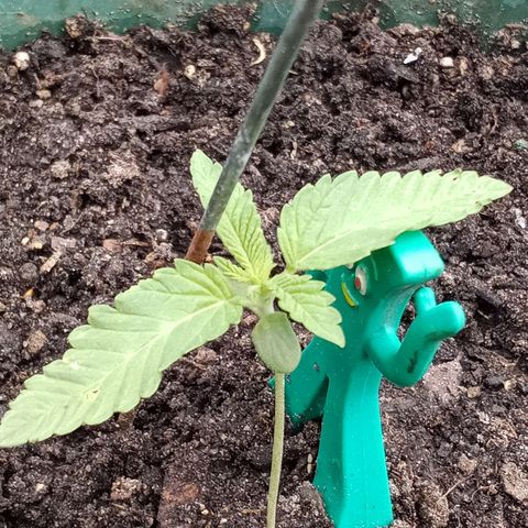 HeadCrusher growlog timeline photo