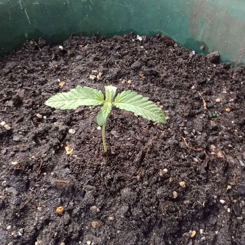 HeadCrusher growlog timeline photo