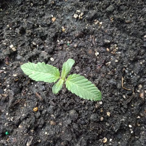 HeadCrusher growlog timeline photo
