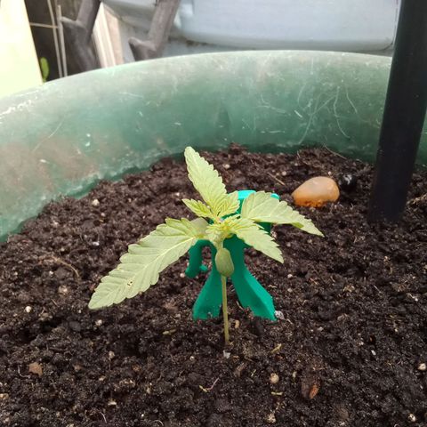 HeadCrusher growlog photo: Coming along. Starting to catch up after premature transplant.. 