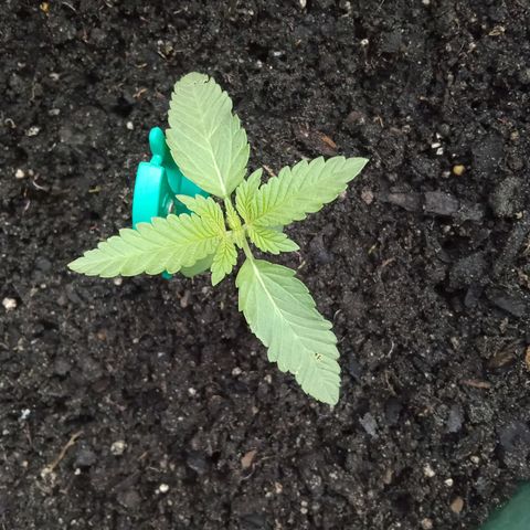 HeadCrusher growlog photo: Coming along. Starting to catch up after premature transplant.. 