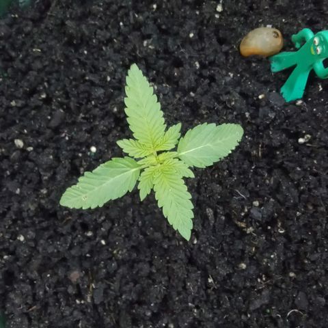 HeadCrusher growlog timeline photo