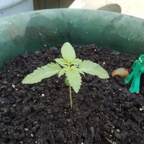 HeadCrusher growlog timeline photo