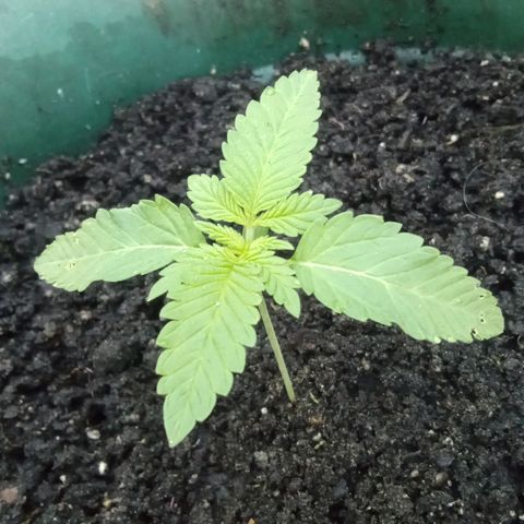 HeadCrusher growlog timeline photo