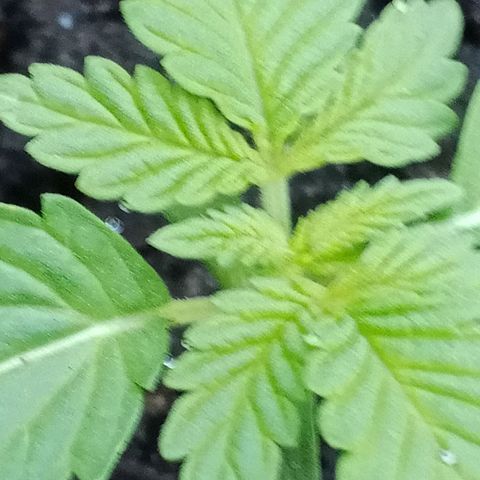 HeadCrusher growlog timeline photo