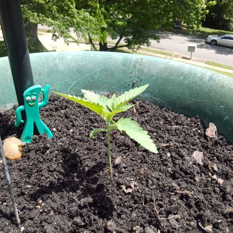 HeadCrusher growlog photo: Midday