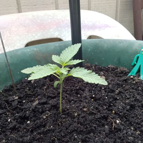 HeadCrusher growlog photo: Trying to sex the plant. Really hoping it's female so I haven't wasted my time. My first plant really. Half heartidly tried a few times as a know it all younger me. Patience wasn't my friend. Ha