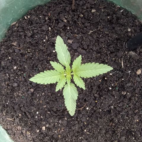 HeadCrusher growlog photo: Trying to sex the plant. Really hoping it's female so I haven't wasted my time. My first plant really. Half heartidly tried a few times as a know it all younger me. Patience wasn't my friend. Ha