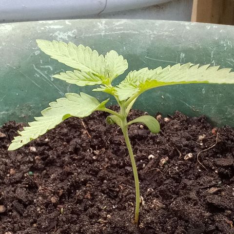 HeadCrusher growlog photo: Trying to sex the plant. Really hoping it's female so I haven't wasted my time. My first plant really. Half heartidly tried a few times as a know it all younger me. Patience wasn't my friend. Ha