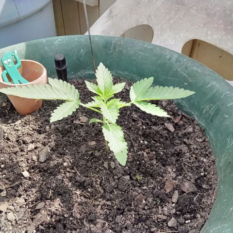 HeadCrusher growlog timeline photo