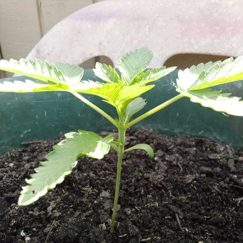 HeadCrusher growlog timeline photo
