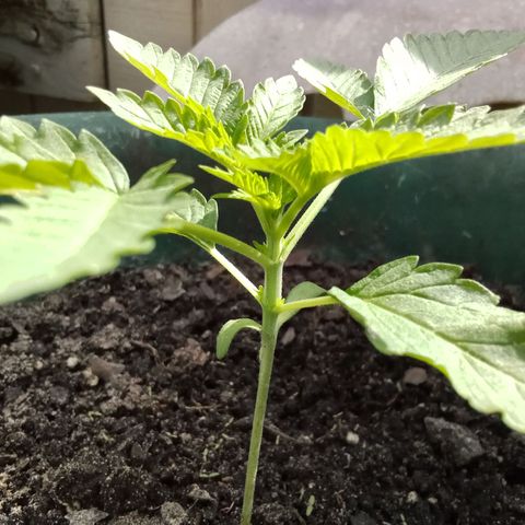 HeadCrusher growlog timeline photo