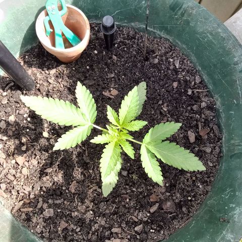 HeadCrusher growlog timeline photo