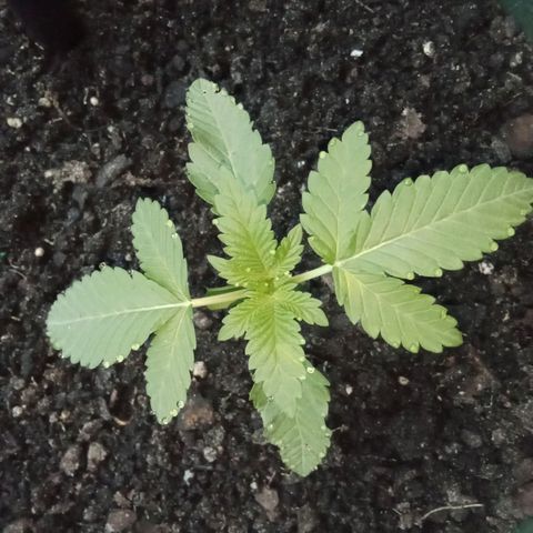HeadCrusher growlog timeline photo