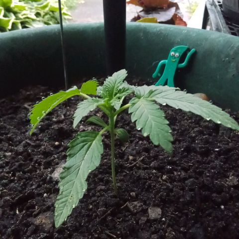 HeadCrusher growlog timeline photo