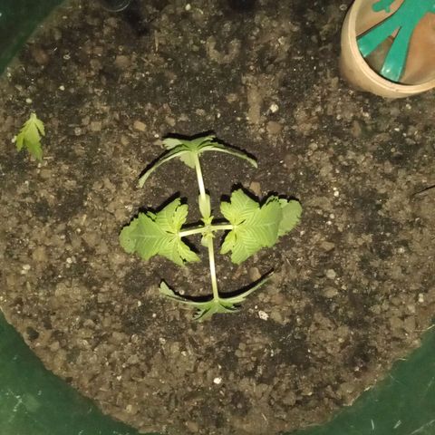 HeadCrusher growlog photo: Freshly Topped 